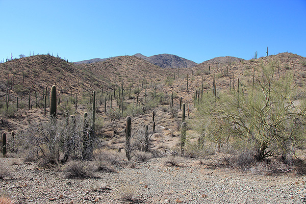 Maricopa Peak from the end of the road where I started following the ridge to the right