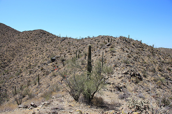 I follow the ridge crest, occasionally stepping around a cactus or spiny bush