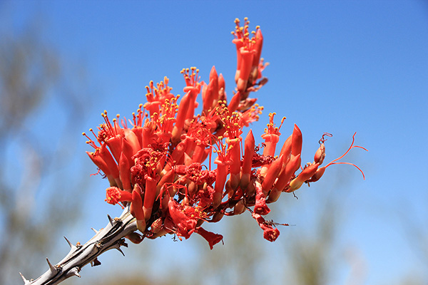 Ocotillo (Fouquieria splendens) blossoms high on the NW Ridge