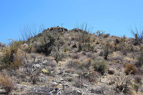 Desert plants decorate the steepening slope