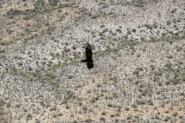 A Turkey Vulture (Cathartes aura) glides past me as I descend from Maricopa Peak
