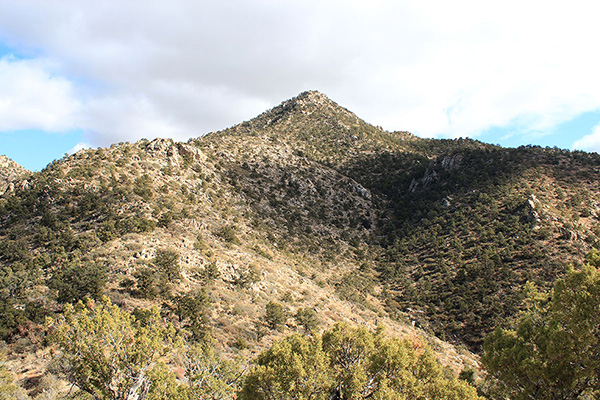 Higher on the ridge I bypass or climb over rocky patches where they appear