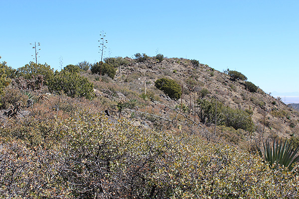 The Whitlock Peak summit from the brushy, but easily passable, summit ridge