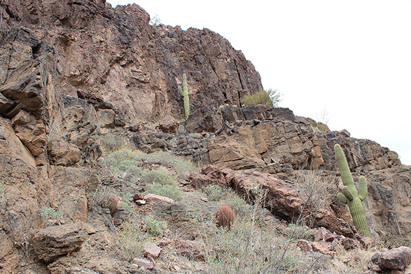 I approach the landmark saguaro, eventually traversing left from below it