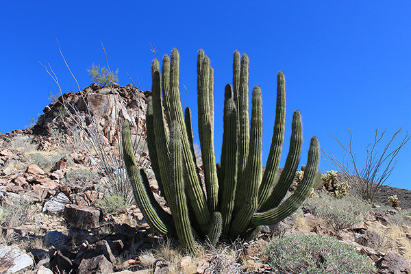 Organ Pipe Cactus (Stenocereus thurberi)