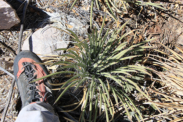 Schott's Century Plant (Agave schottii var. schottii) known locally as "shindagger"