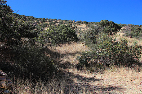 Looking up the SE slopes of Peak 6280+ covered in tall grass hiding loose rocks and little cacti