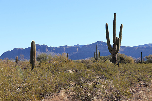 Sauceda Benchmark peeks above the Sikort Chuapo Mountains as I drive in on the Pipeline Road