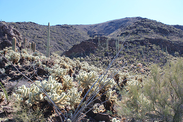 A Teddy Bear Cholla "garden" on the ridge