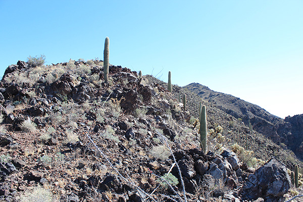 The summit appears for the first time on the route as I approach the ridge shoulder