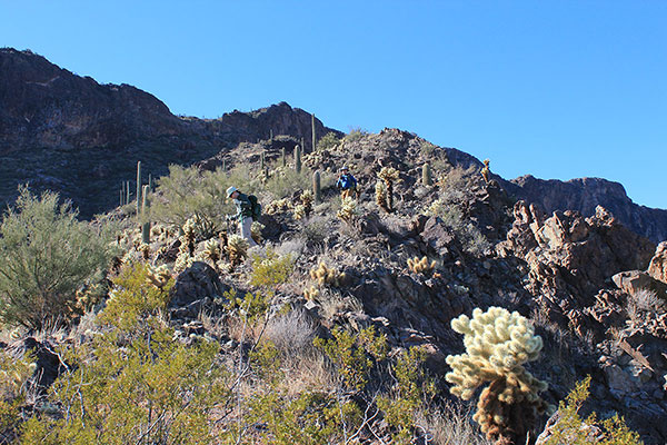 Matthias and Scott descent the east ridge through a field of Teddy Bear Cholla.