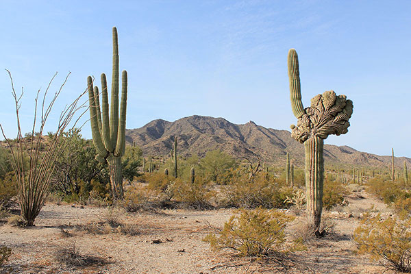 Two saguaros (one a crested saguaro) frame the Maricopa Mountains Highpoint from our drive in