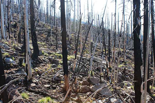 The PCT passes through a large burn from the Lionsgate Fire of 2020