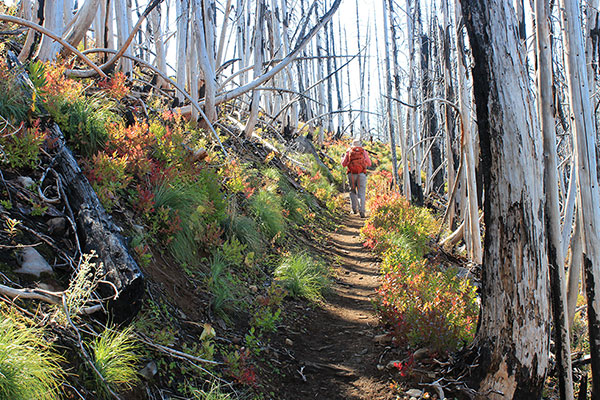 We pass by some autumn color along the PCT as we approach the Woodpecker Trail junction