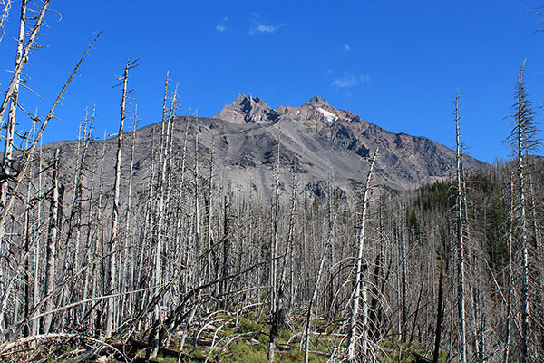 Mount Jefferson from the Woodpecker Trail and PCT junction