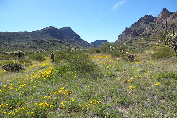 Poppies and lupine dust the valley floor