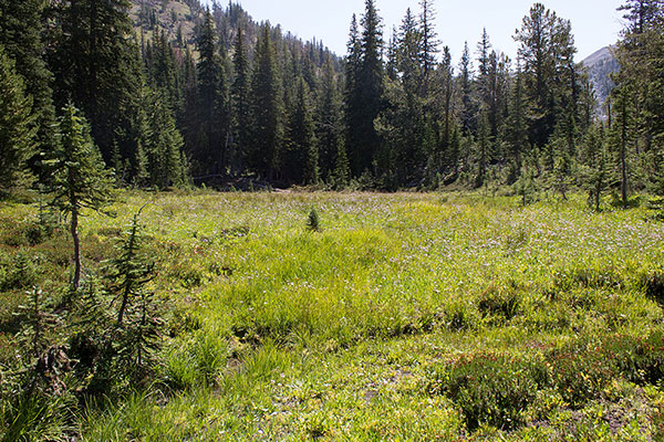 I crossed this meadow in the Silver Creek Basin on my descent