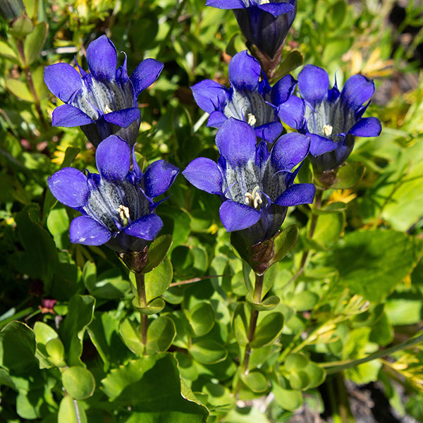 A Mountain Bog Gentian (Gentiana calycosa) in the meadow