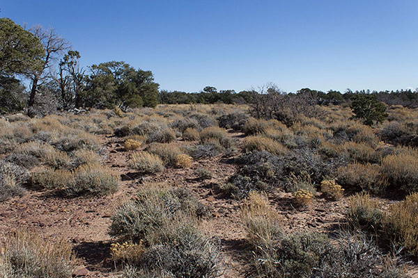 Once on the plateau I hike east towards the forested highpoint