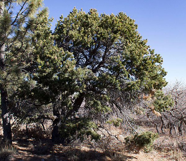 I think this is a Colorado Pinyon (Pinus edulis), high in the Carrizo Mountains