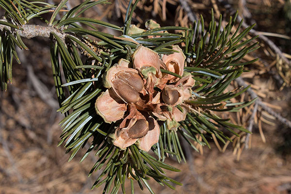 Pinon nuts in an opened cone