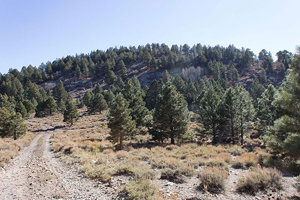 Near here I left the road and climbed the forested slopes of Pastora Peak just ahead