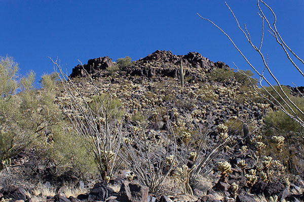 Climbing towards the cliff breach through ocotillo and cholla