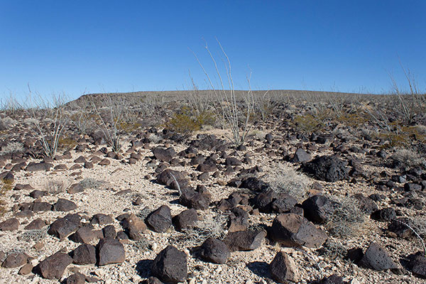 Traveling across Black Mesa through an ocotillo forest