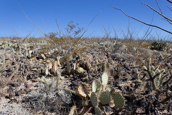 I approach the summit through this cactus garden