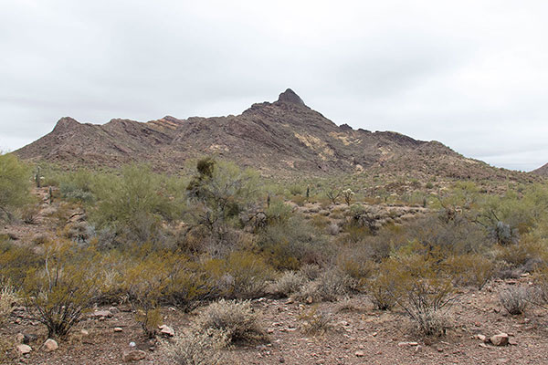 A morning view of Pinkley Peak from the Puerto Blanco Picnic Area