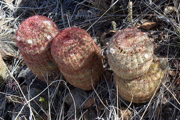 Rainbow Hedgehog Cactus (Echinocereus rigidissimus ssp. rigidissimus) on the NW slope of Bowie Mountain