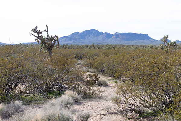 Tres Alamos from near US Highway 93