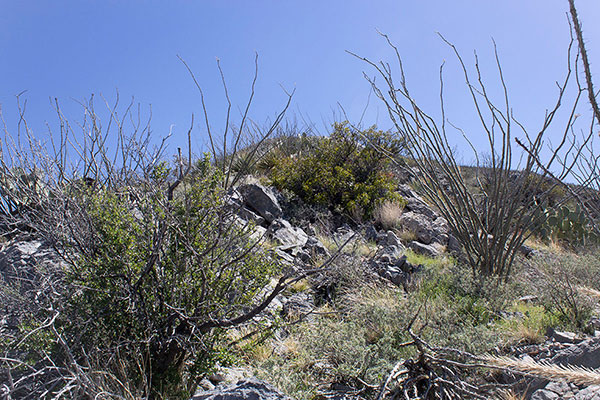 We maneuvered around thorny brush low on the West Ridge