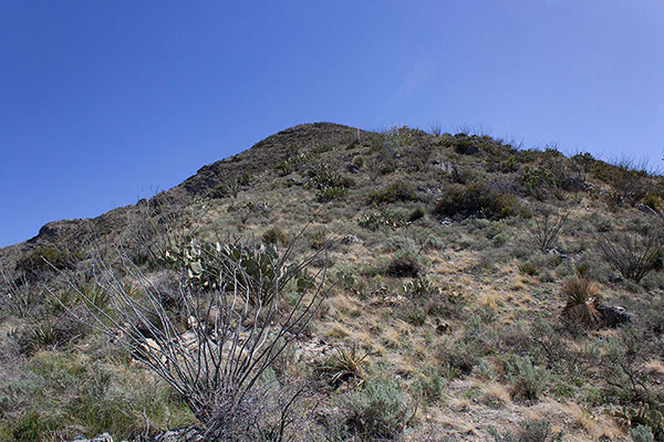 Higher on the West Ridge the brush opened up for easier travel