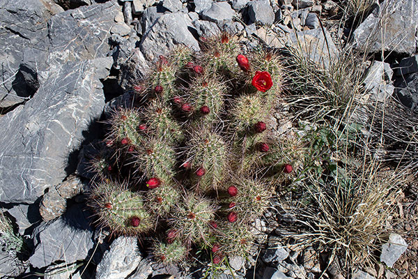 Arizona Hedgehog Cactus (Echinocereus arizonicus ssp. nigrihorridispinus) decorating the West Ridge