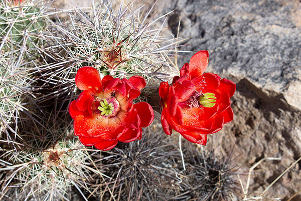 Arizona Hedgehog Cactus (Echinocereus arizonicus ssp. nigrihorridispinus)