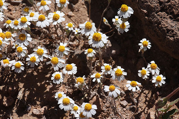 White Easterbonnets (Eriophyllum lanosum) below Orange Butte