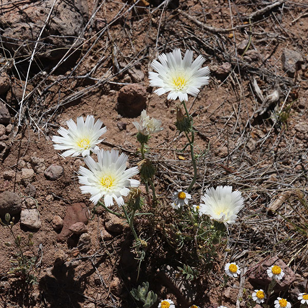 White Tack-Stem (Calycoseris wrightii) below Orange Butte