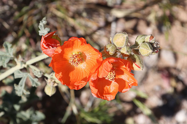 Caliche Globemallow (Sphaeralcea laxa) below Orange Butte