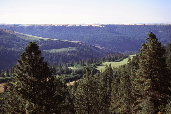 Canyon Overlook