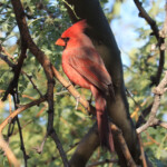 Male Northern Cardinal (Cardinalis cardinalis)